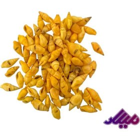 تصویر صدف کد 1170049 