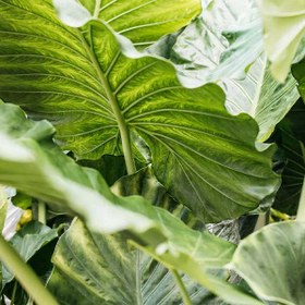 تصویر گیاه بابا آدم 