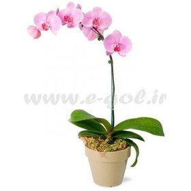 تصویر ارکیده فلانوپسیس 