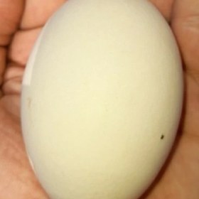 تصویر تخم مرغ دو زرده (20 عددی) 