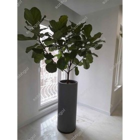 تصویر لیراتا بزرگ FL01 