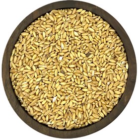 تصویر گندم مرغی 