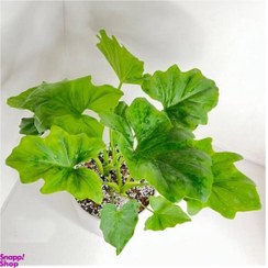 تصویر گیاه طبیعی برگ انجیری فر به همراه گلدان 