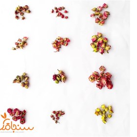 تصویر مینی پک غنچه گل رز 