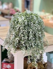 تصویر آویز شمشاد ابلغ 