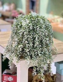 تصویر آویز شمشاد ابلغ 