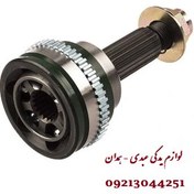 تصویر سر پلوس زانتیا عظام 