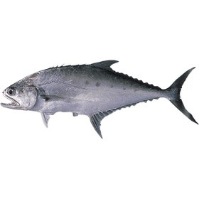 تصویر ماهی شیر فله 