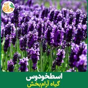 تصویر خواص درمانی اسطخودوس( گلهای لاوندر) نوشیدن عصاره حاصل از برگ 