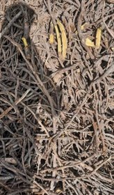 تصویر شیرین بیان یا. ریشه محک - ۱۰۰کیلو 