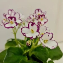 تصویر بنفشه آفریقایی واریته LE-Sonia 