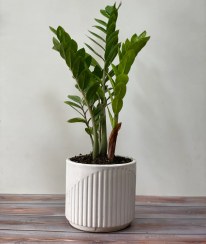 تصویر گل زامفولیا 