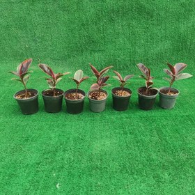 تصویر فیکوس شرابی نشایی | کد: ZNB-GT0 