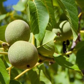 تصویر نهال گردو اسرائیلی Israeli walnut