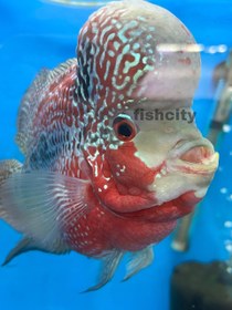 تصویر فلاور هورن تایلندی 