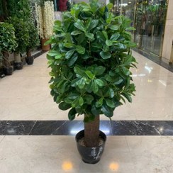 تصویر درختچه بونسای شفلرا ابلق مصنوعی 