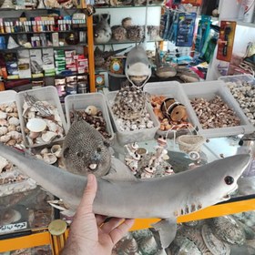 تصویر صدف کوسه ماهی 