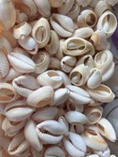 تصویر صدف طبیعی 