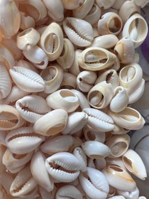 تصویر صدف طبیعی 