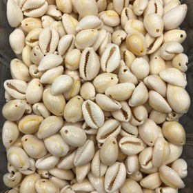 تصویر صدف تک سوراخ 