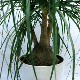 تصویر گل لیندا 