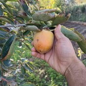 تصویر نهال خرمالو موزی 