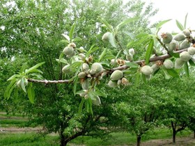 تصویر نهال بادام فرانیس باباردهی خوشه ای 