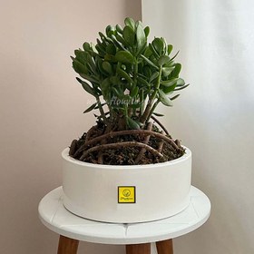 تصویر گیاه بونسای جید 