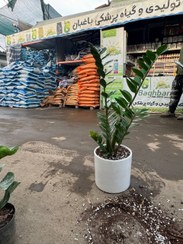 تصویر زاموفیلیا سبز با گلدان سرامیکی 