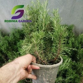 تصویر رزماری 