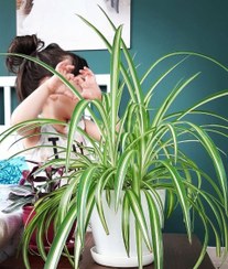 تصویر گیاه گندمی برای دکوراسیون داخلی محیط‌های آموزشی 