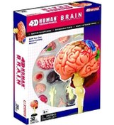 تصویر مدل آناتومی مغز انسان برند 4d master Human Brain Anatomy Model