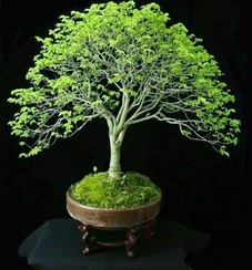 تصویر گیاه بونسای: راهی برای کاهش استرس 