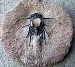 تصویر مجموعه سنگواره و فسیل بسیار زیبا 