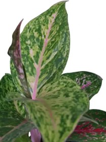 تصویر آگلونما بیگ پاپا 