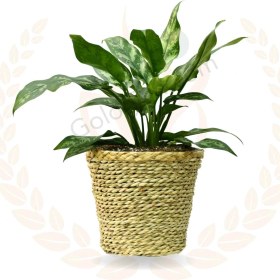 تصویر آگلونما بلک 