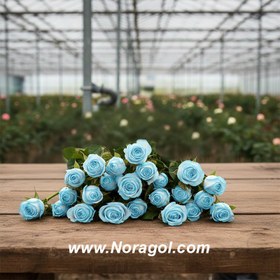 تصویر گل رز هلندی آبی 