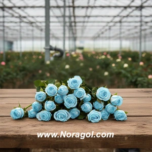 تصویر فروشگاه گلفروشی نورا