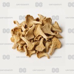 تصویر قارچ صدفی 