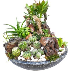 تصویر کاکتوس طبیعی مدل MK99006 