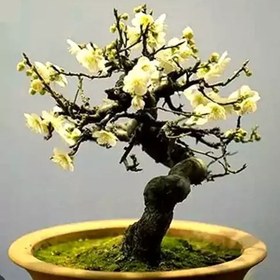 تصویر بذر گل یخ بسته 4 عددی 