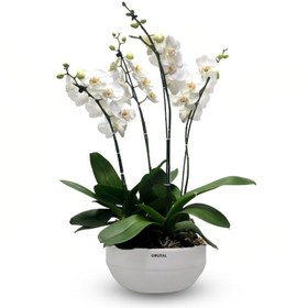 تصویر گلدان ارکیده رویال گلیتال مدل GTL144 | کد: ZNB-4M2 