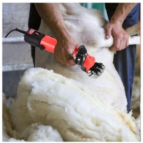 تصویر پشم زن گوسفند مدل میلواکی 