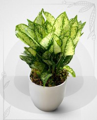 تصویر گل آگلونما برفی 