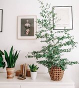 تصویر خرید گیاه اکالیپتوس برای محیط‌های شلوغ مانند فروشگاه‌ها 