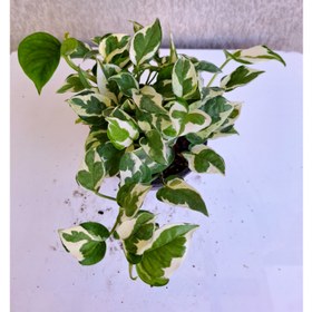 تصویر پتوس ارتشی گلدان 14 پر 