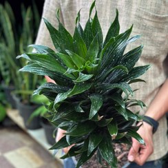 تصویر گیاه کامپکت سایز بزرگ 