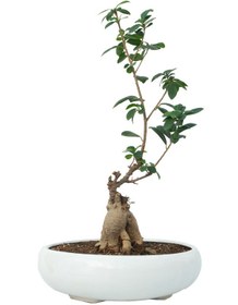 تصویر گیاه بونسای 