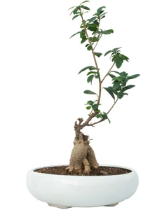 تصویر فروشگاه شیراز پالم