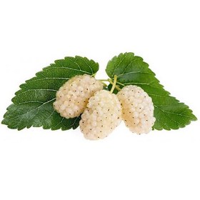 تصویر توت سفید 